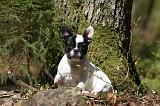 BOULEDOGUE FRANCAIS 1128